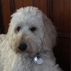 Meet your Posher, Ella